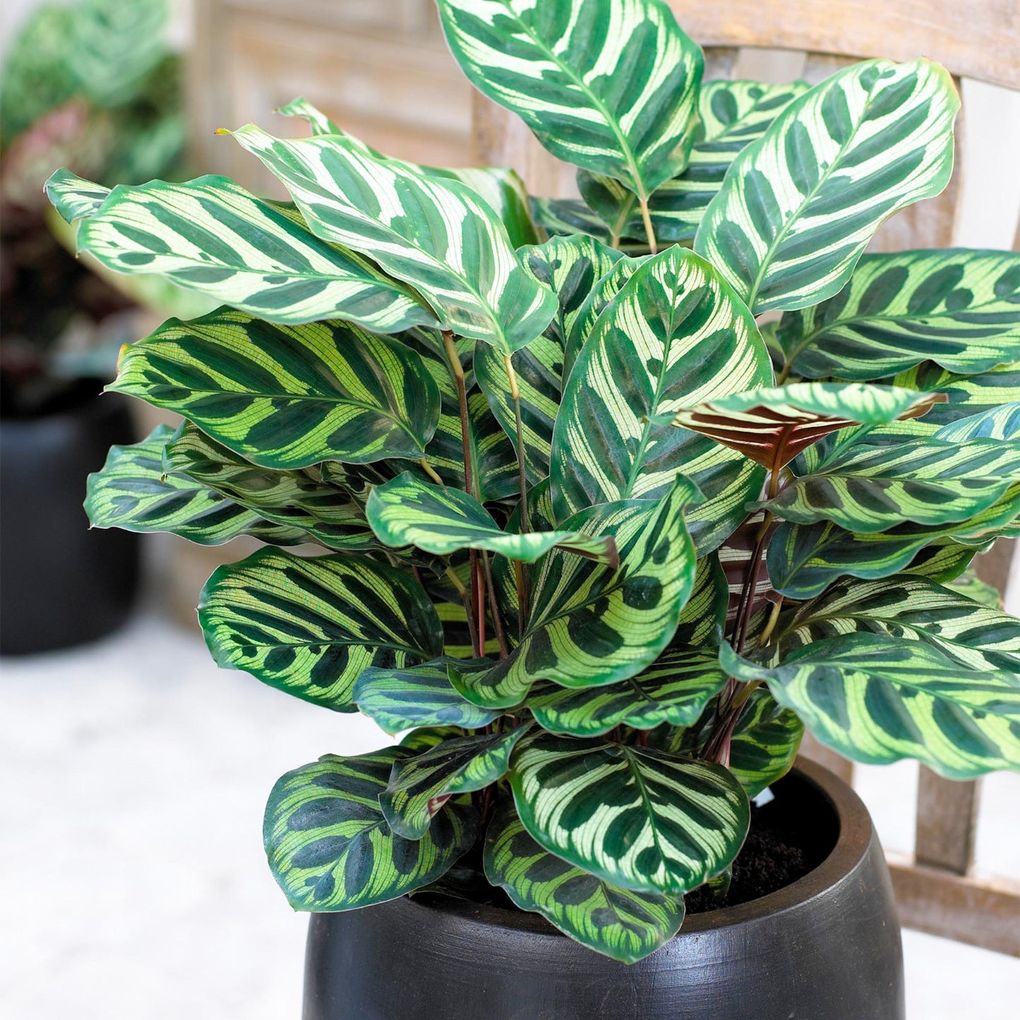 Calathea Makoyana - View 2 from www redcrocus com