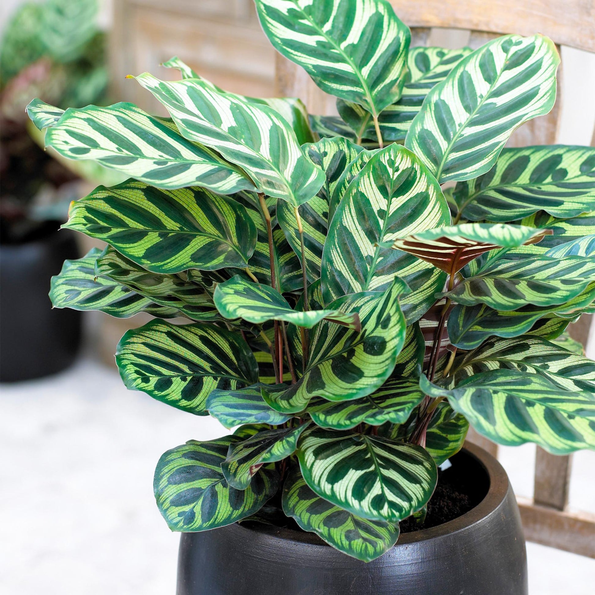 Calathea Makoyana - View 2 from www redcrocus com