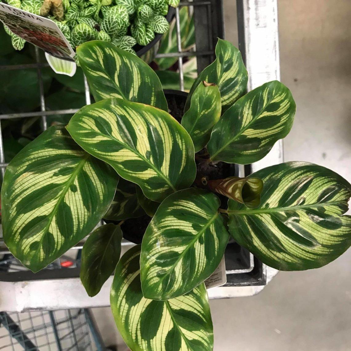 Calathea Makoyana - View 3 from www redcrocus com