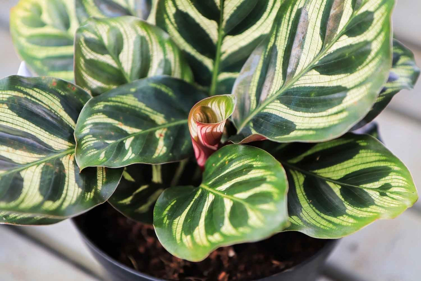 Calathea Makoyana - View 4 from www redcrocus com