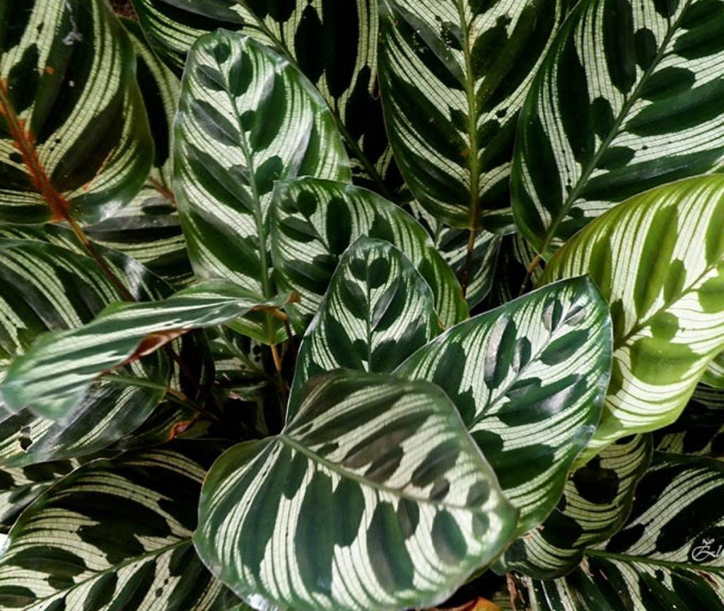 Calathea Makoyana - View 5 from www redcrocus com
