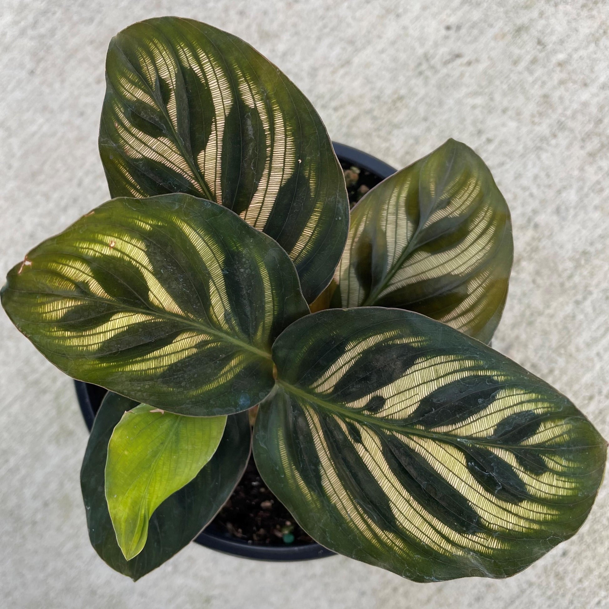 Calathea Makoyana - View 6 from www redcrocus com