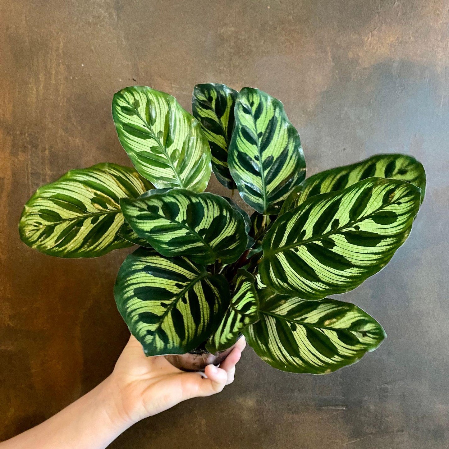 Calathea Makoyana - View 7 from www redcrocus com