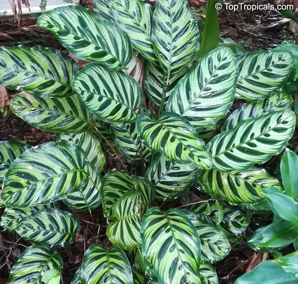 Calathea Makoyana - View 8 from www redcrocus com