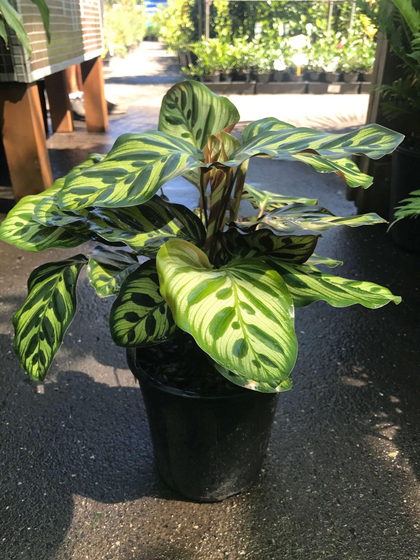 Calathea Makoyana - View 9 from www redcrocus com