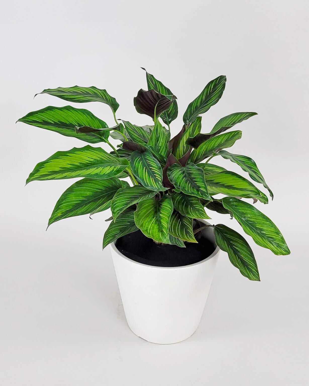 Calathea Ornata Beauty Star - View 13 from www redcrocus com