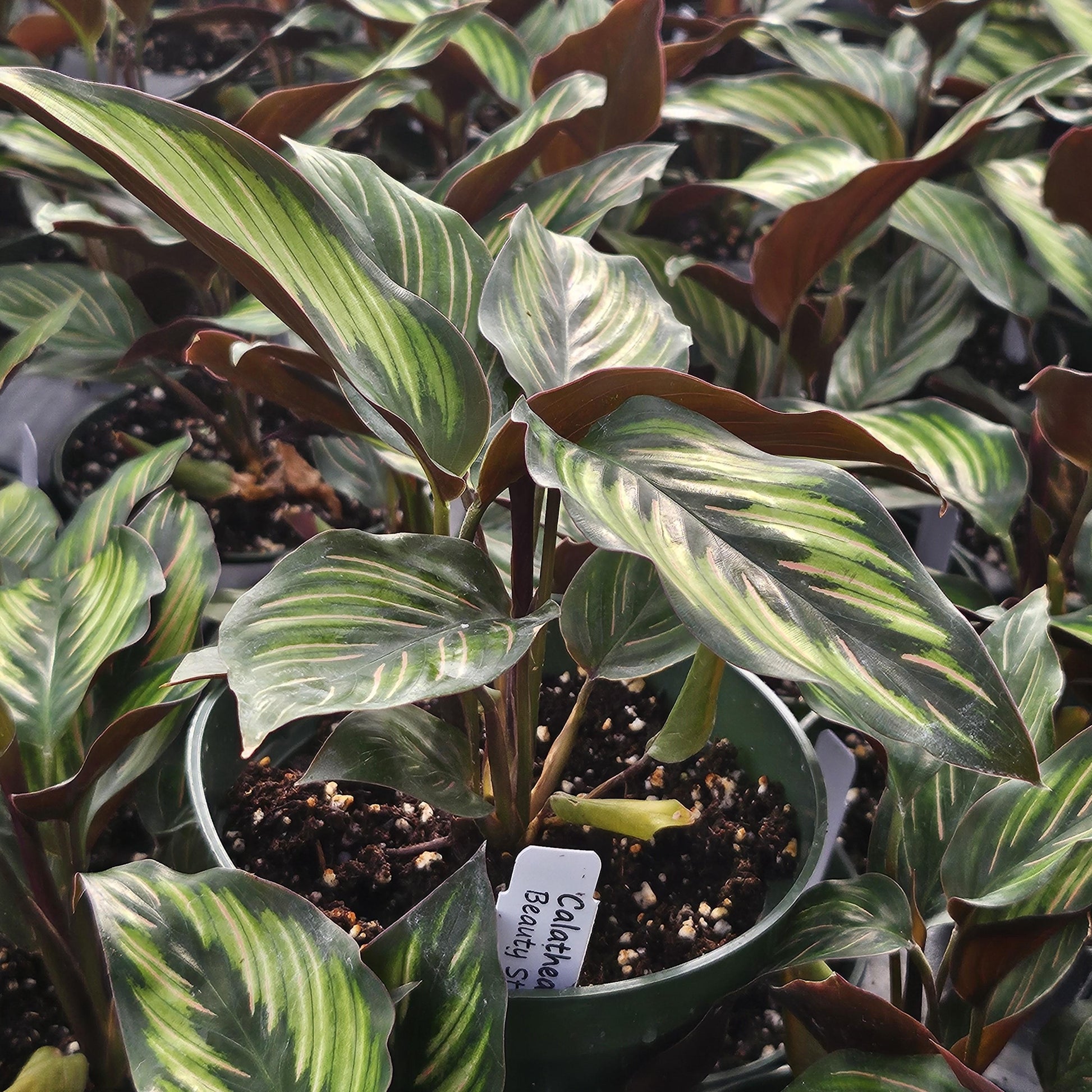 Calathea Ornata Beauty Star - View 14 from www redcrocus com