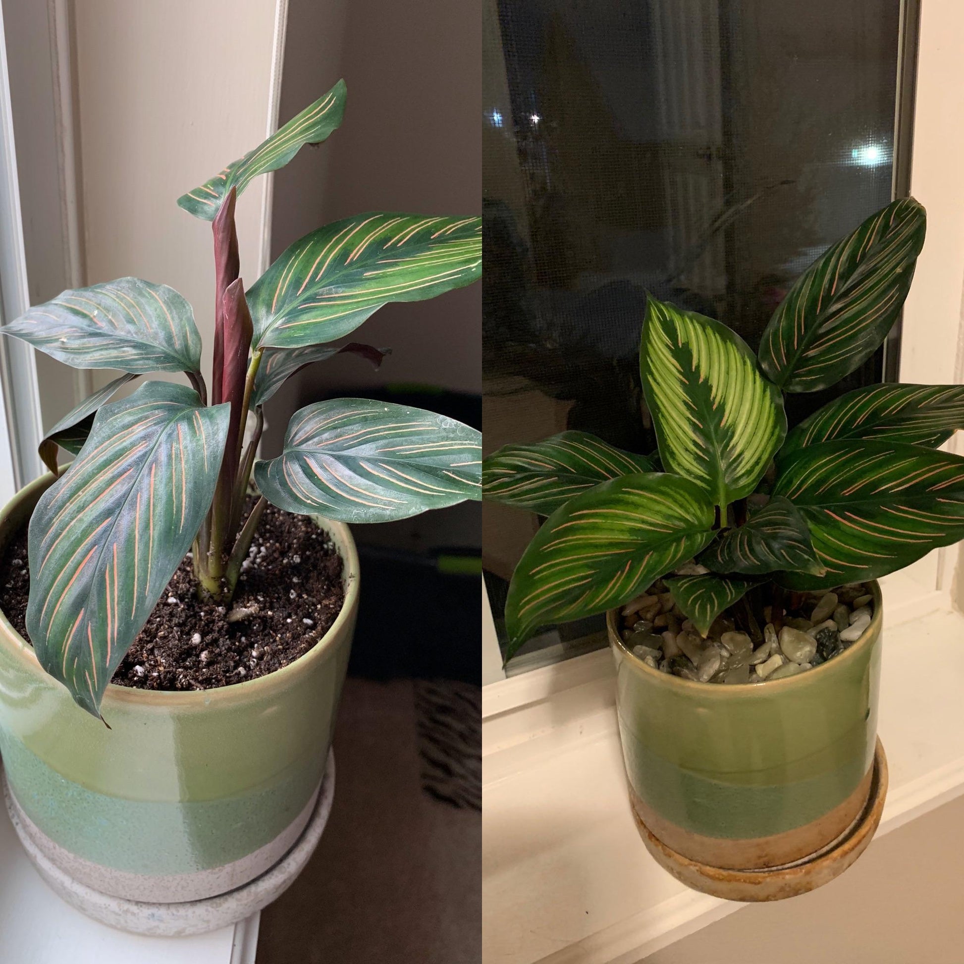 Calathea Ornata Beauty Star - View 15 from www redcrocus com