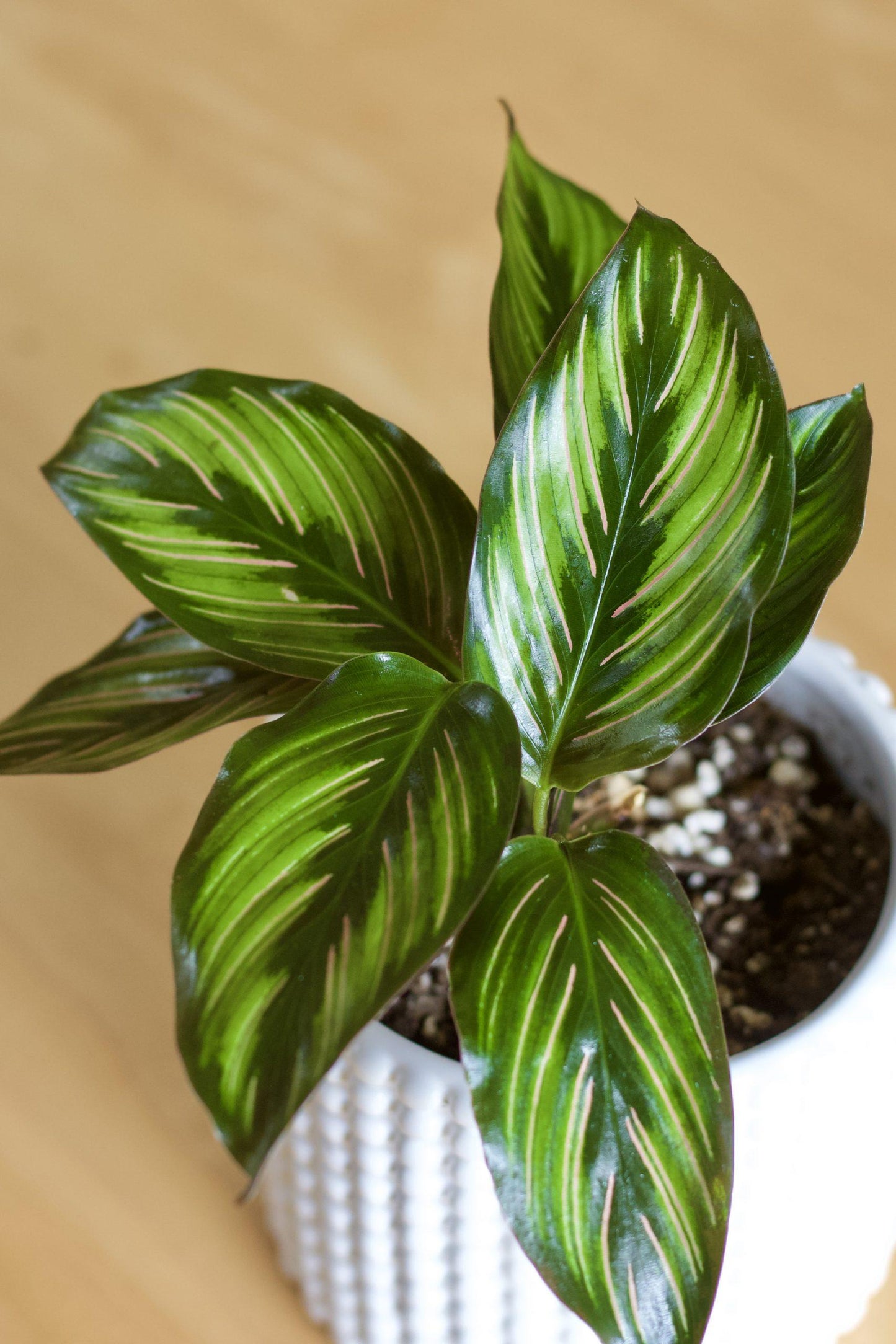 Calathea Ornata Beauty Star - View 16 from www redcrocus com