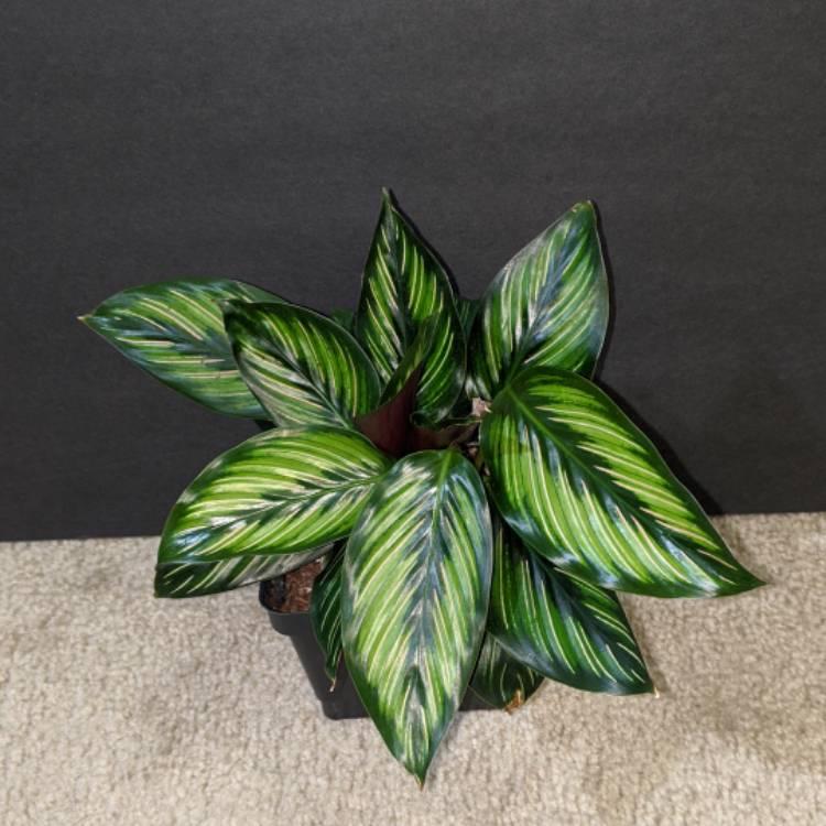 Calathea Ornata Beauty Star - View 18 from www redcrocus com