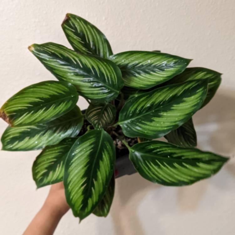 Calathea Ornata Beauty Star - View 19 from www redcrocus com