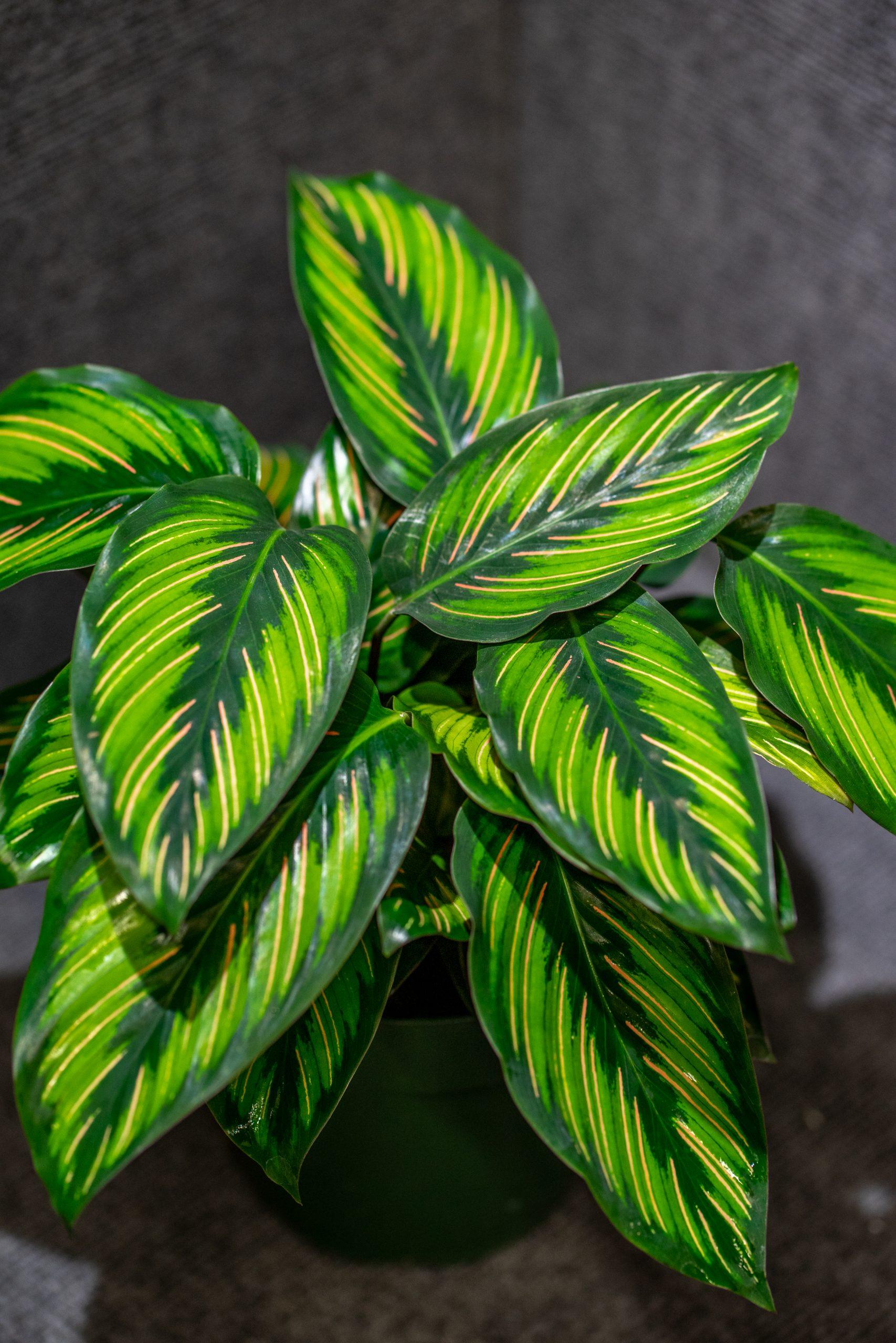 Calathea Ornata Beauty Star - View 1 from www redcrocus com