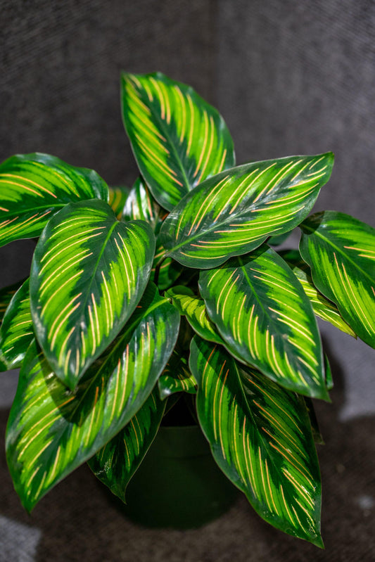 Calathea Ornata Beauty Star - View 1 from www redcrocus com
