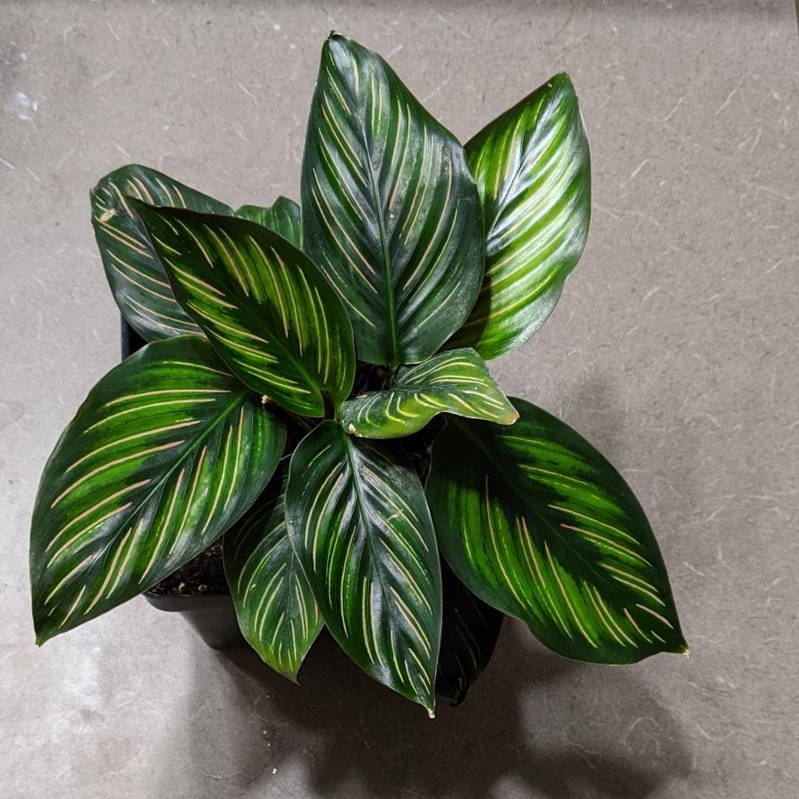 Calathea Ornata Beauty Star - View 2 from www redcrocus com