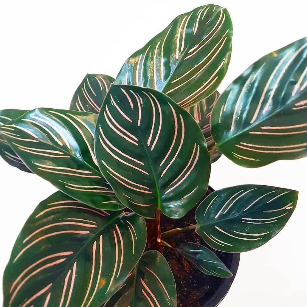 Calathea Ornata Beauty Star - View 3 from www redcrocus com