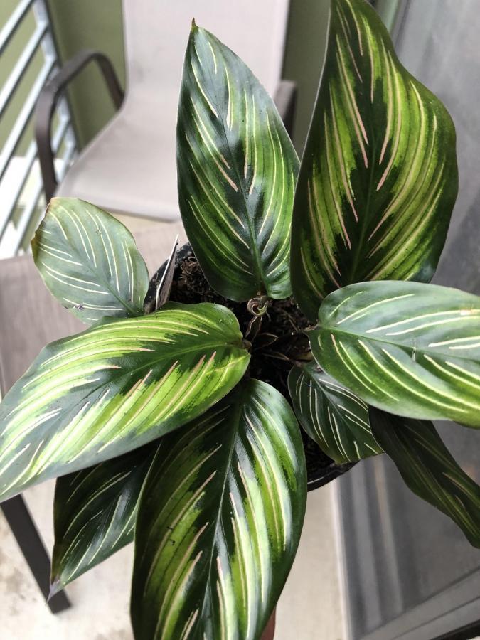 Calathea Ornata Beauty Star - View 5 from www redcrocus com