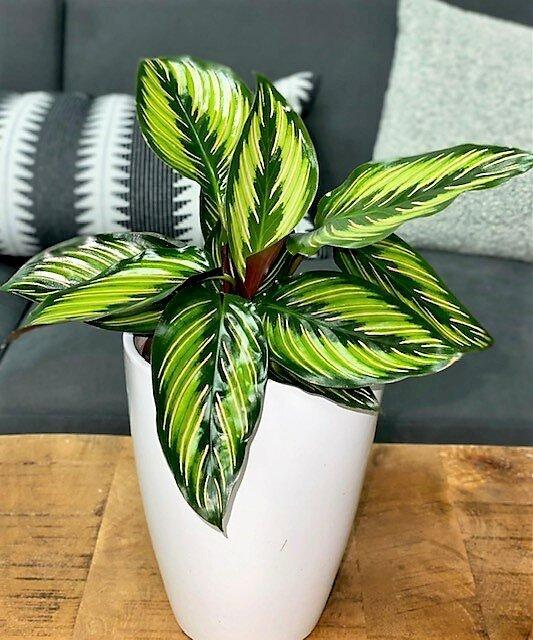 Calathea Ornata Beauty Star - View 6 from www redcrocus com