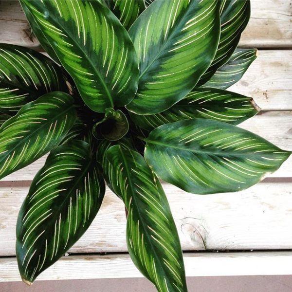 Calathea Ornata Beauty Star - View 7 from www redcrocus com
