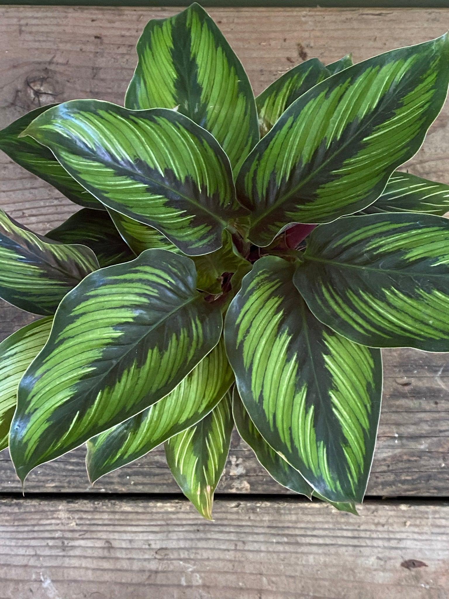 Calathea Ornata Beauty Star - View 8 from www redcrocus com