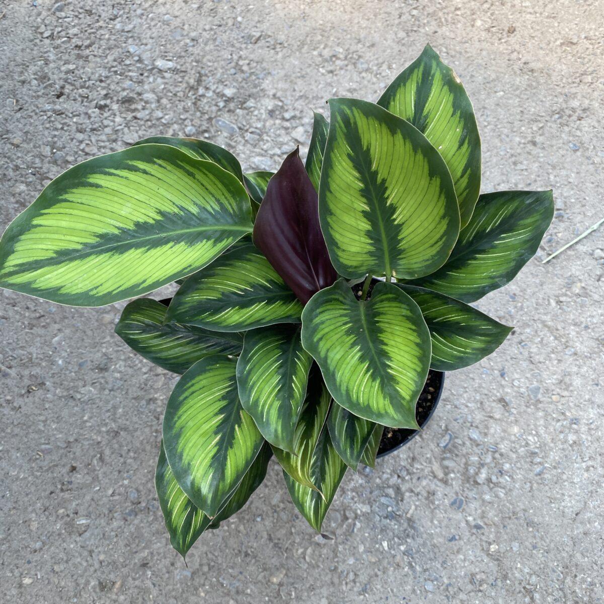 Calathea Ornata Beauty Star - View 9 from www redcrocus com