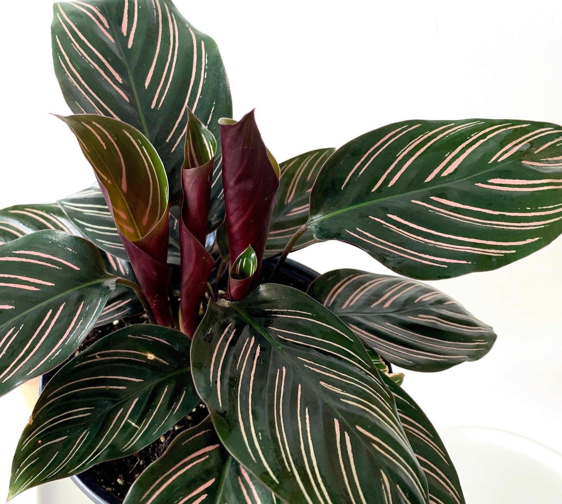Calathea Ornata - View 11 from www redcrocus com