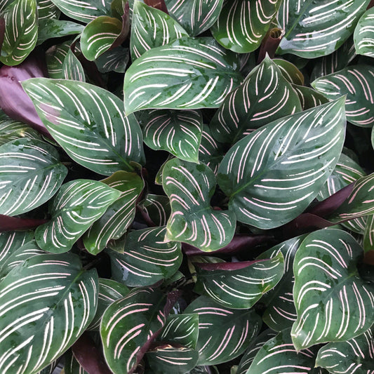 Calathea Ornata - View 6 from www redcrocus com
