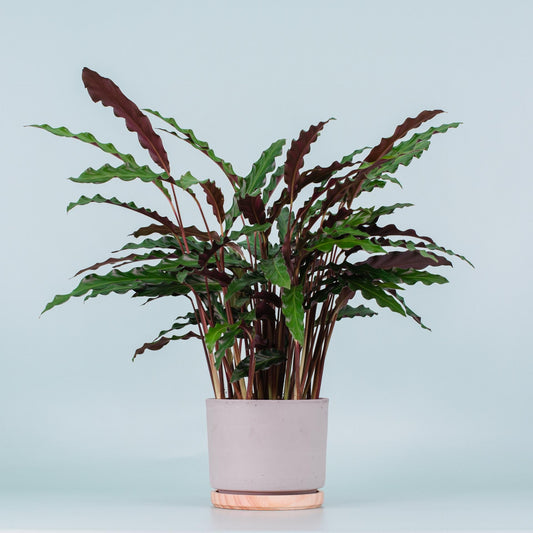 Calathea Rufibarba - View 11 from www redcrocus com