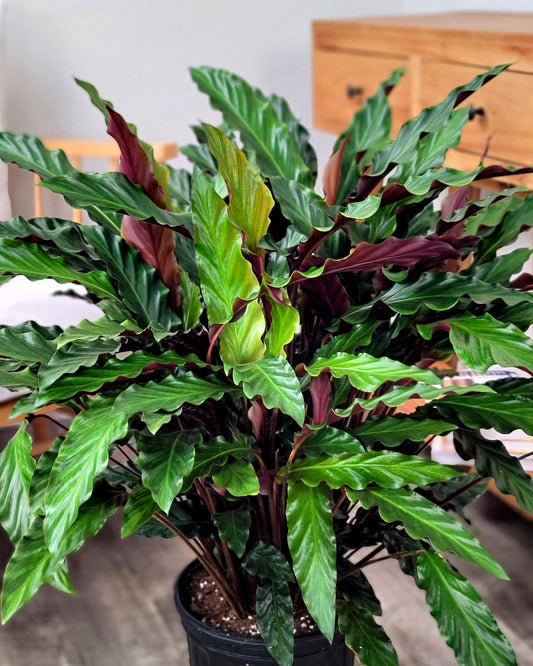 Calathea Rufibarba - View 1 from www redcrocus com