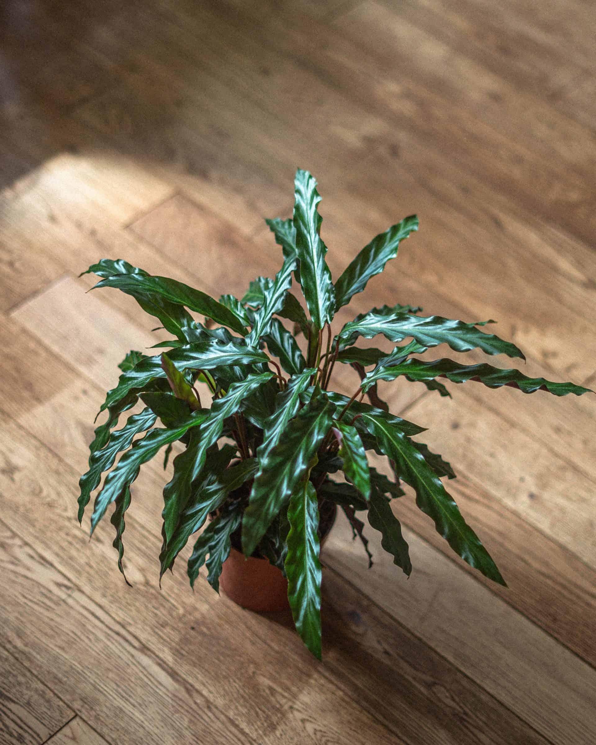 Calathea Rufibarba - View 5 from www redcrocus com