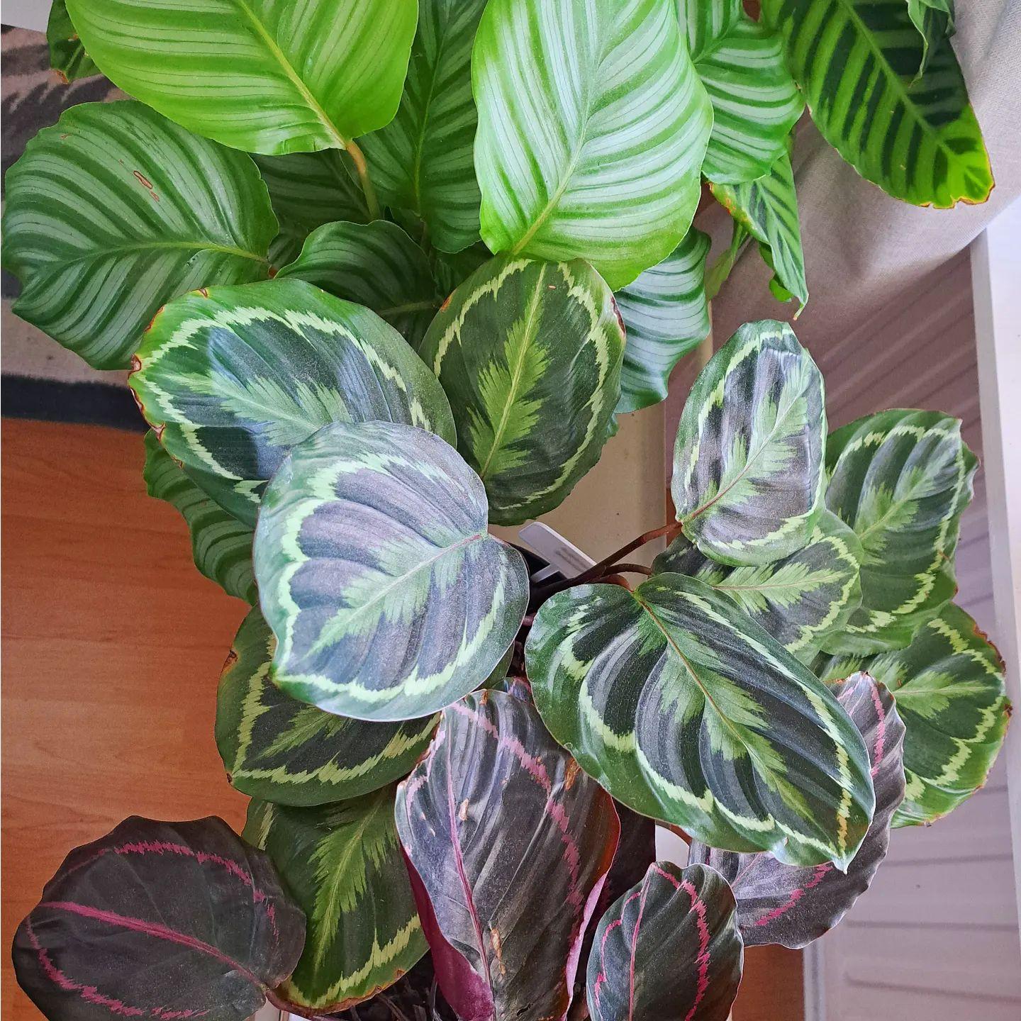 Calathea Medallion - View 10 from www redcrocus com