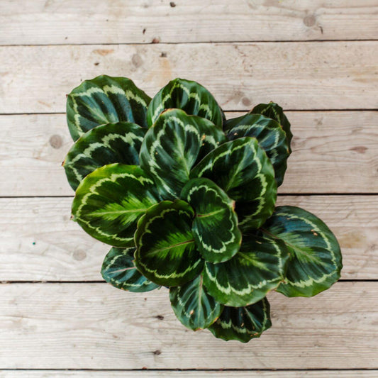 Calathea Medallion - View 11 from www redcrocus com