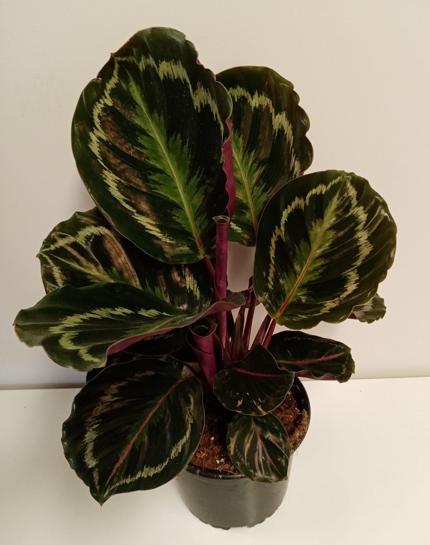 Calathea Medallion - View 12 from www redcrocus com