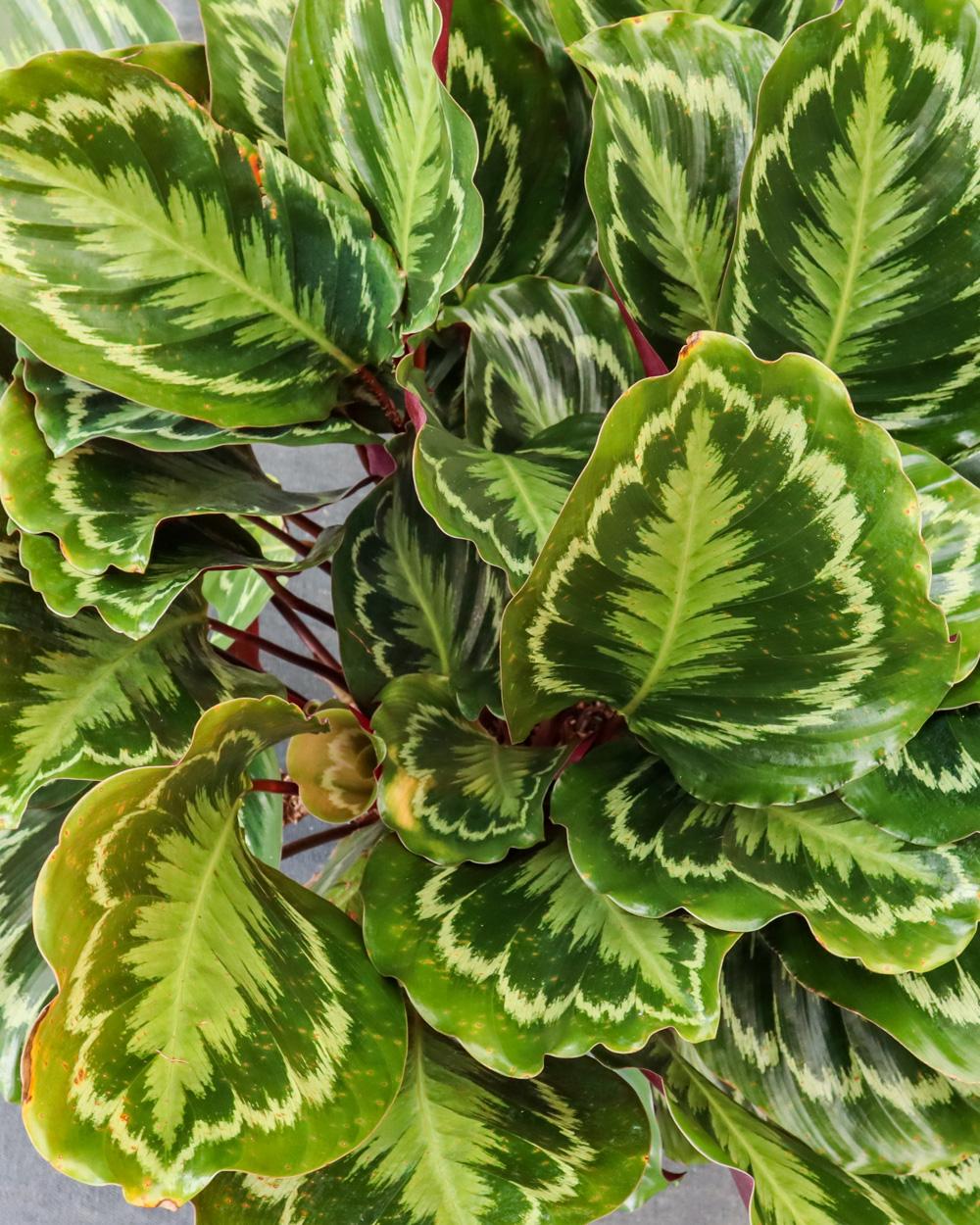 Calathea Medallion - View 13 from www redcrocus com