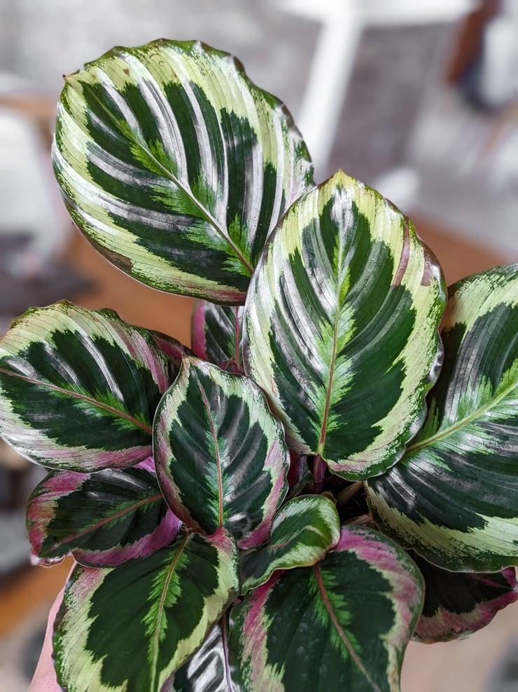 Calathea Medallion - View 14 from www redcrocus com