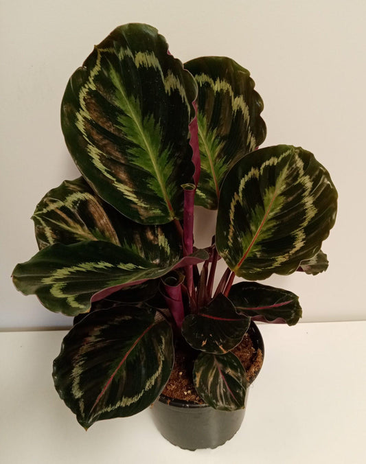 Calathea Medallion - View 15 from www redcrocus com
