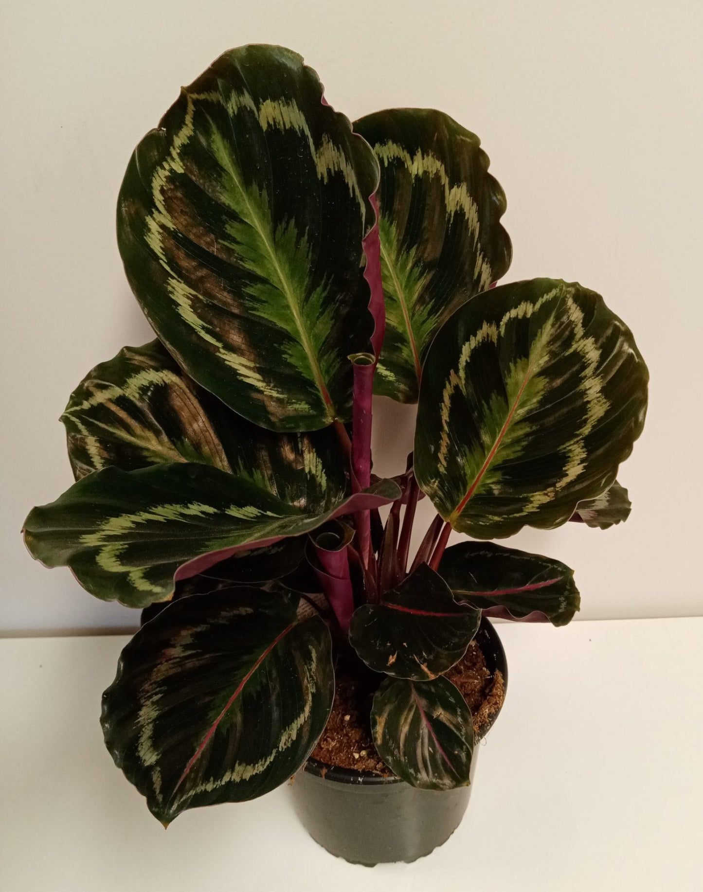 Calathea Medallion 15 2304bd3a 29a9 4b1b A89e 166f5749b1a0 from www.redcrocus.com