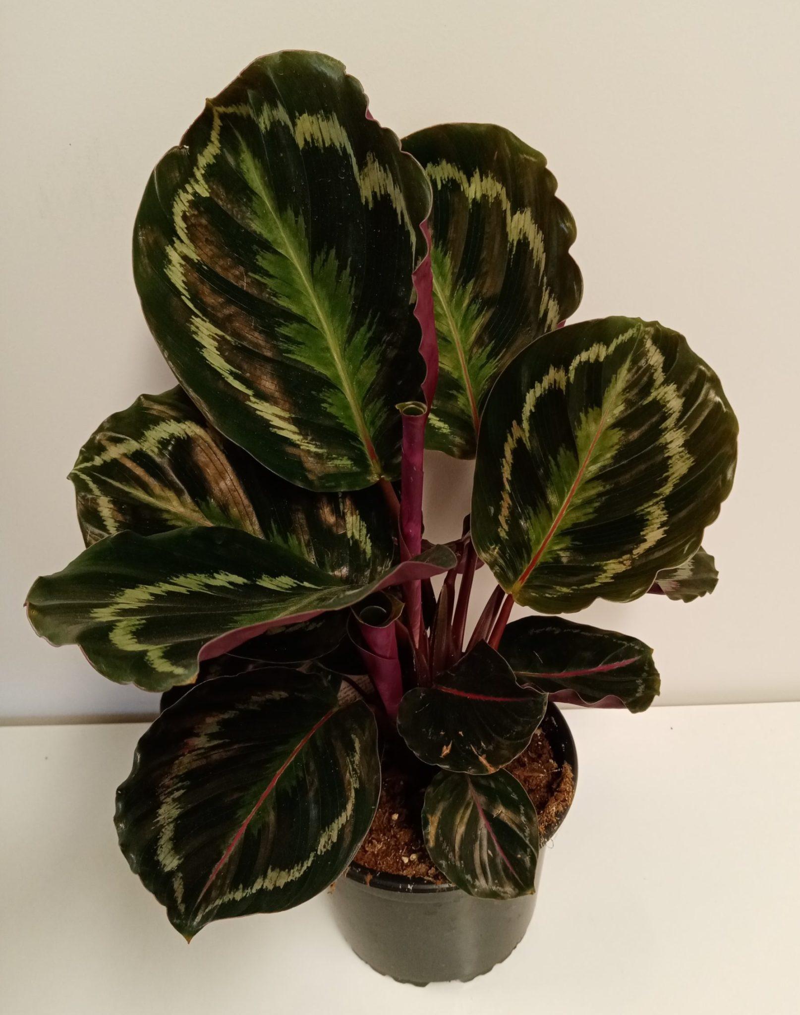 Calathea Medallion 15 2304bd3a 29a9 4b1b A89e 166f5749b1a0 from www.redcrocus.com