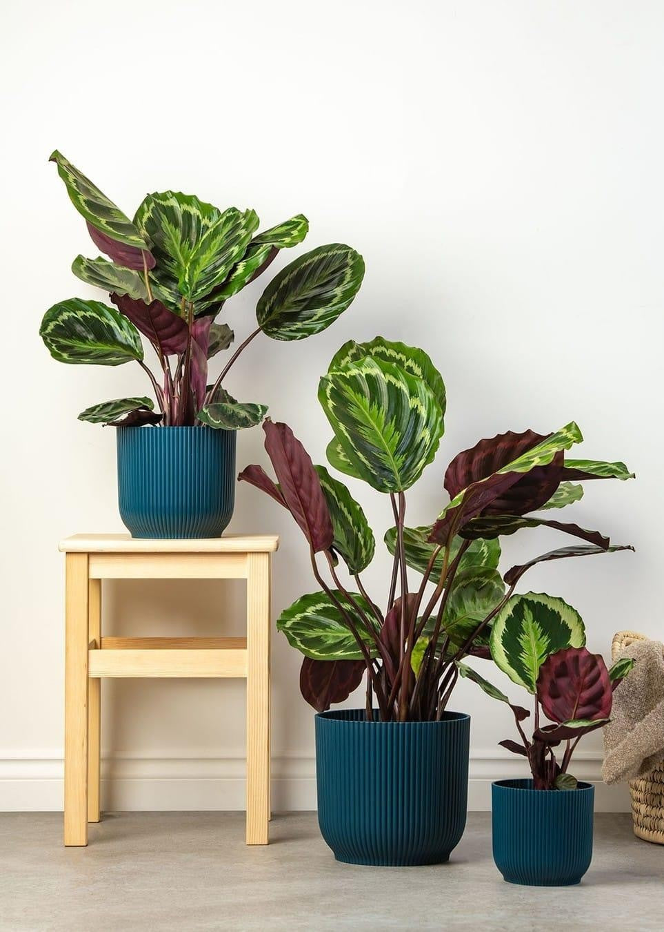 Calathea Medallion - View 16 from www redcrocus com