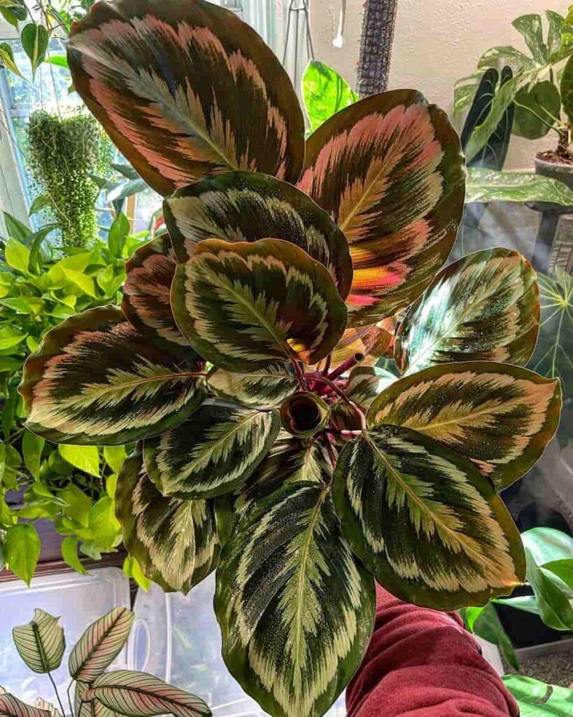 Calathea Medallion - View 17 from www redcrocus com