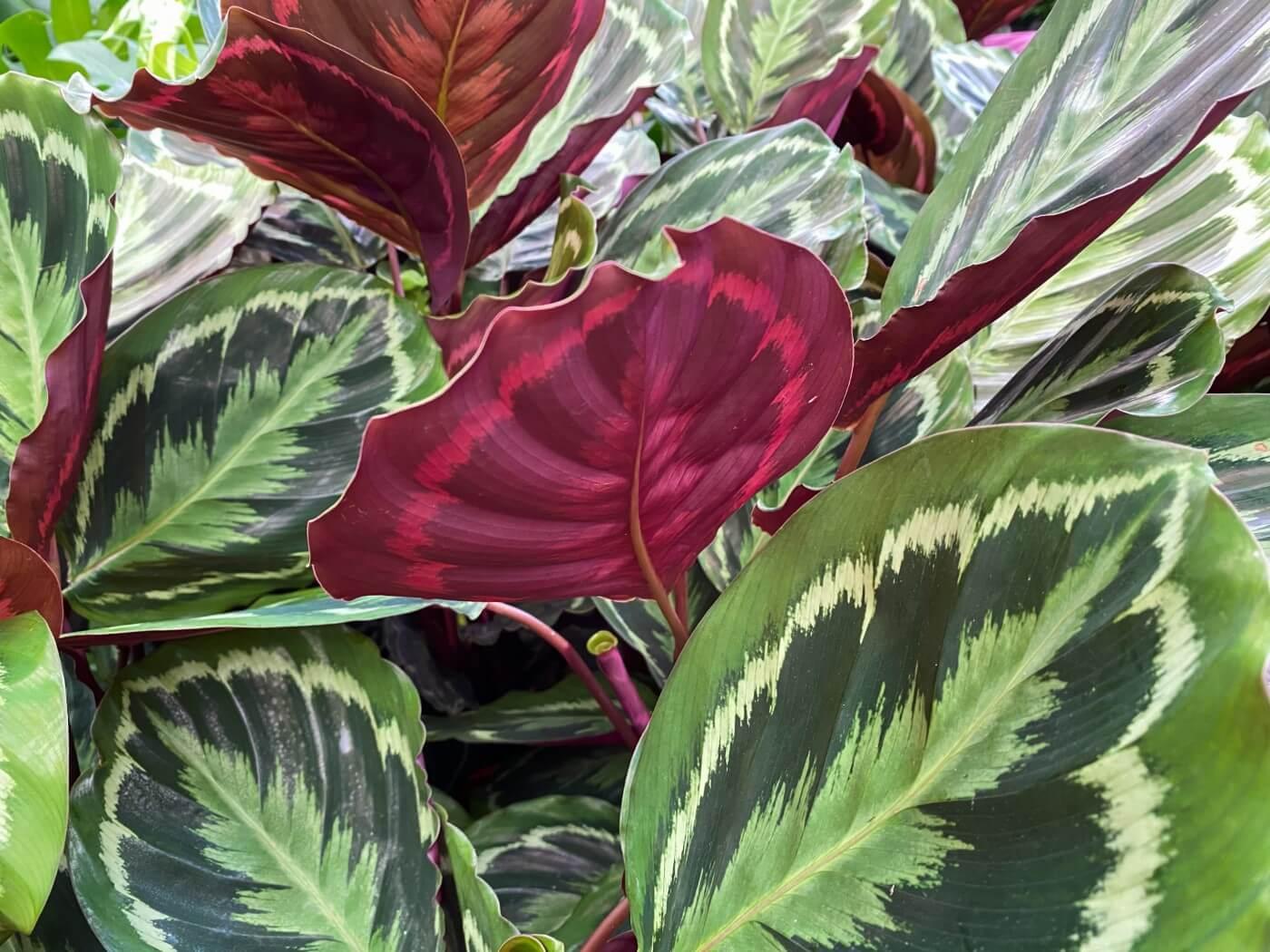 Calathea Medallion - View 3 from www redcrocus com