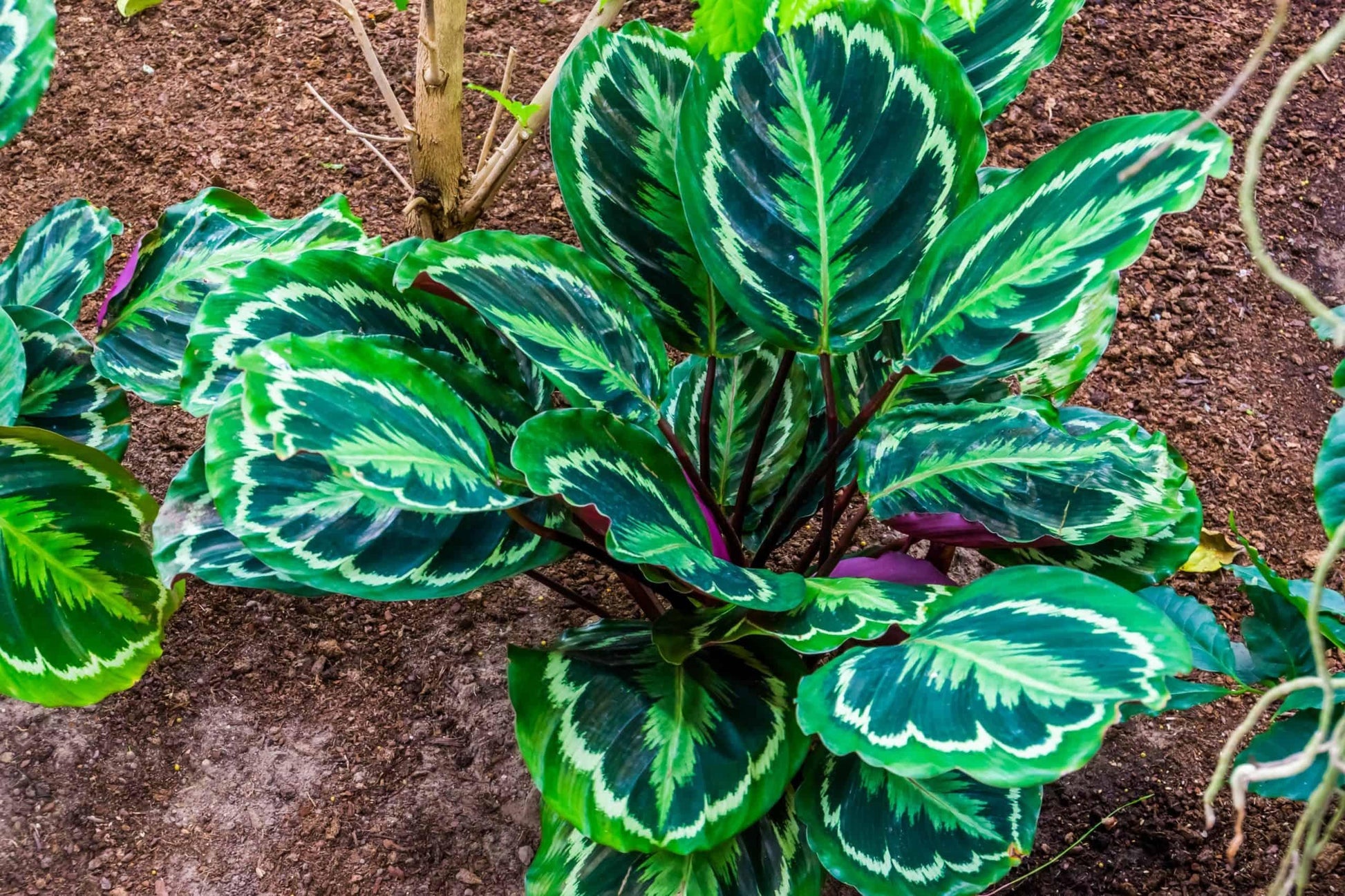 Calathea Medallion - View 4 from www redcrocus com