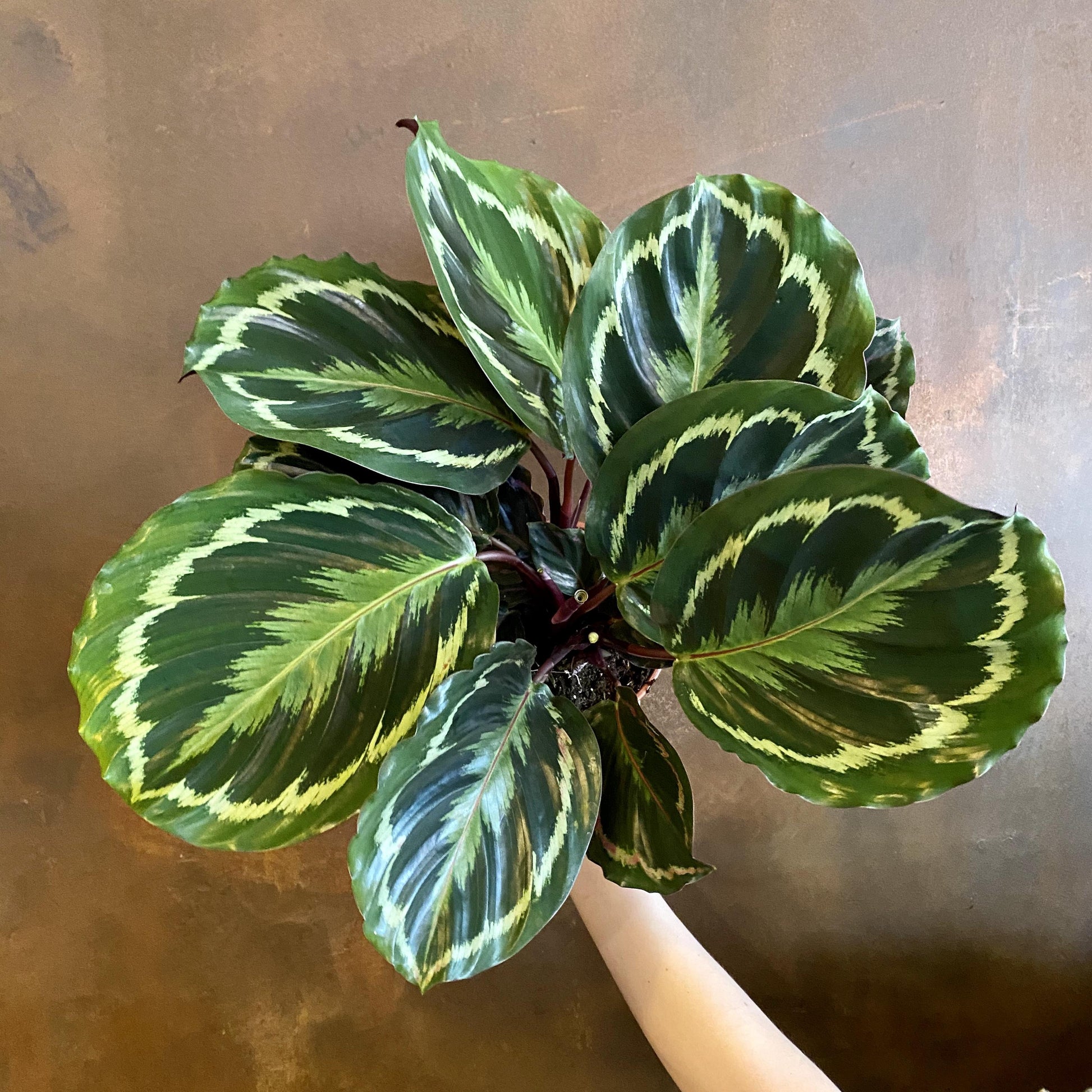 Calathea Medallion - View 5 from www redcrocus com