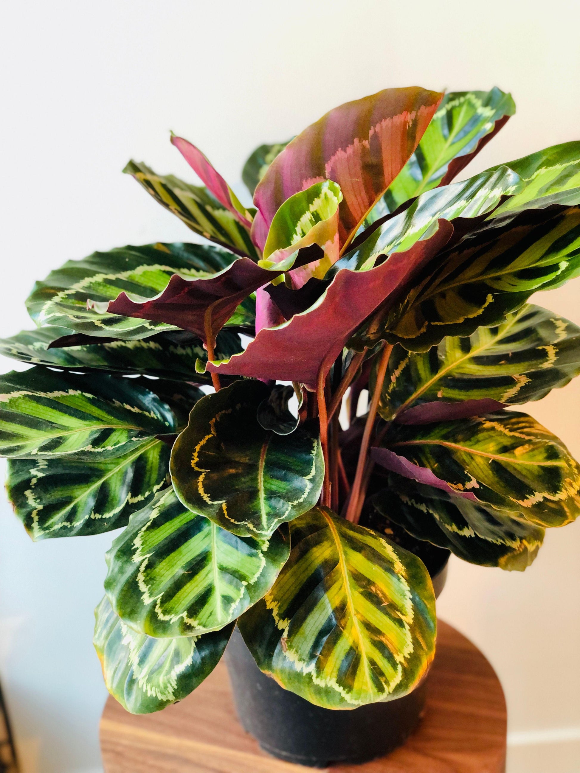 Calathea Medallion - View 6 from www redcrocus com