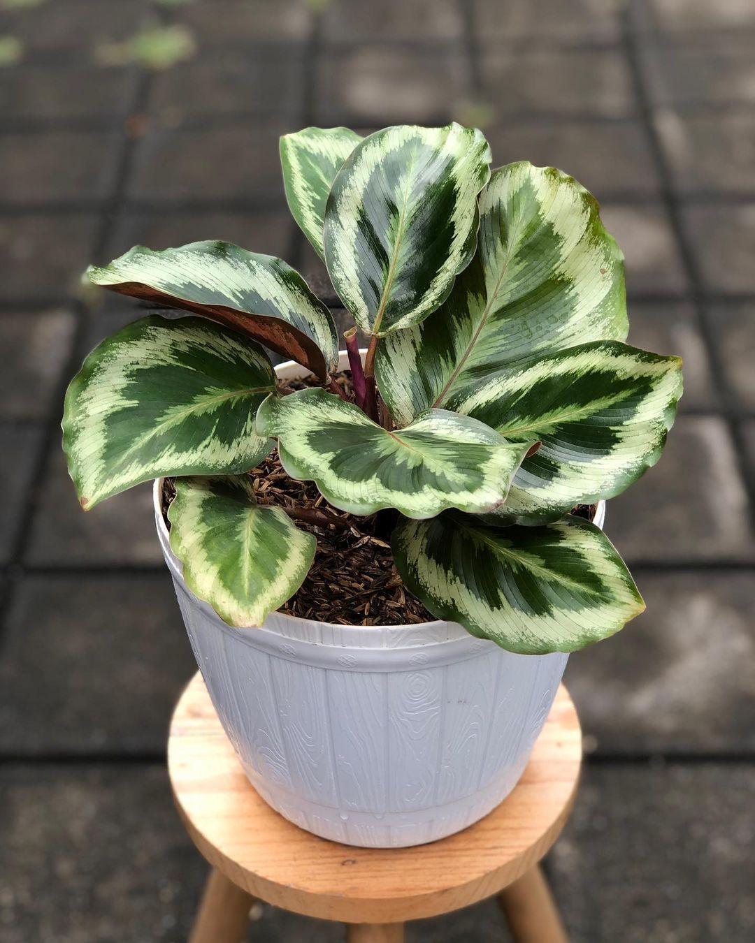 Calathea Medallion - View 7 from www redcrocus com
