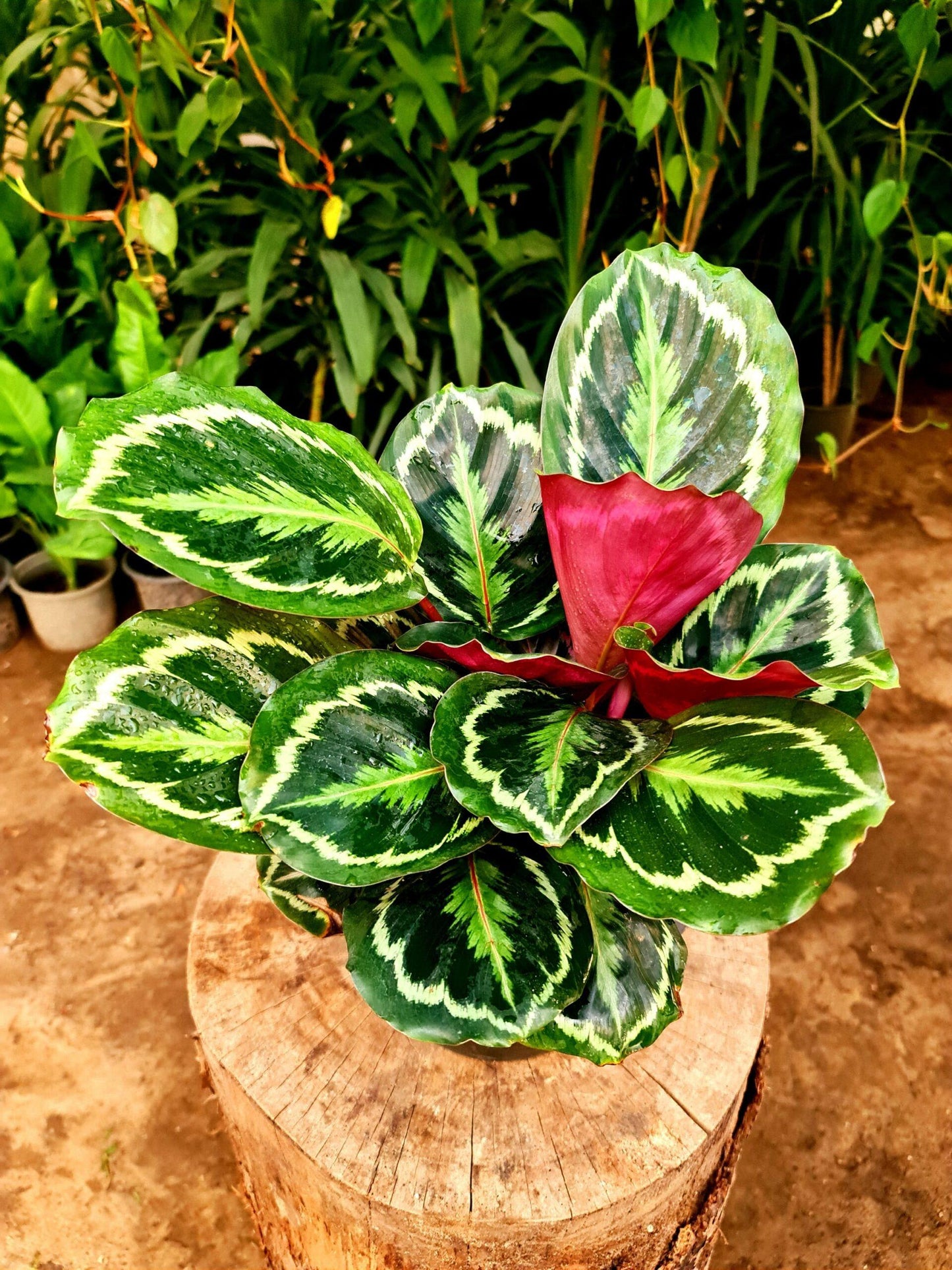 Calathea Medallion - View 8 from www redcrocus com