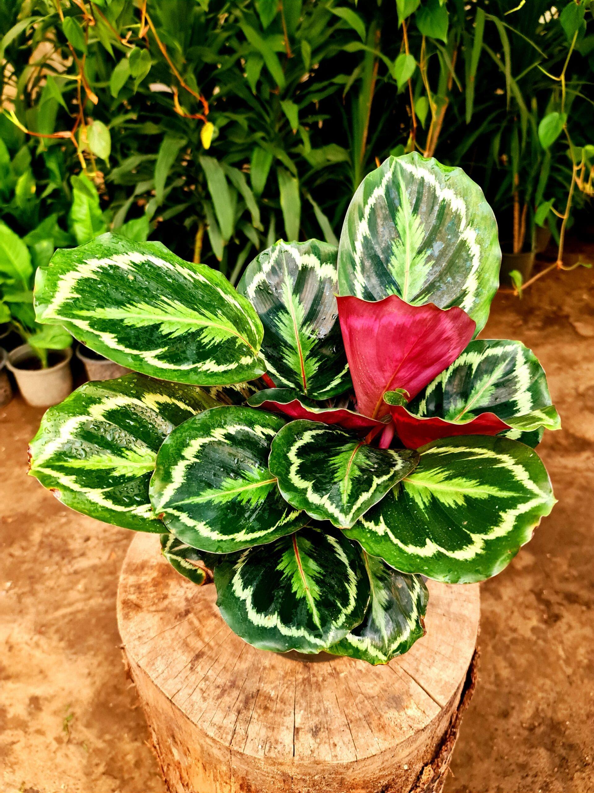 Calathea Medallion - View 8 from www redcrocus com