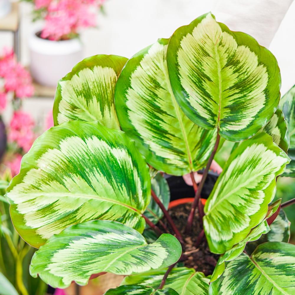 Calathea Medallion - View 9 from www redcrocus com