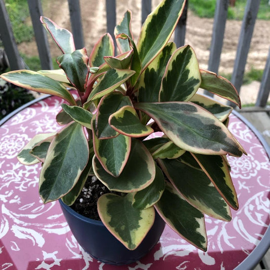 Peperomia Clusiifolia Ginny - View 10 from www redcrocus com