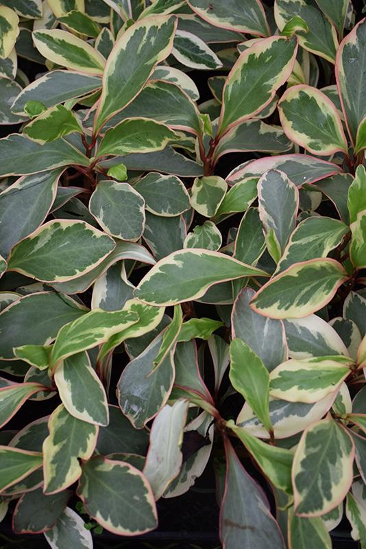 Peperomia Clusiifolia Ginny - View 11 from www redcrocus com