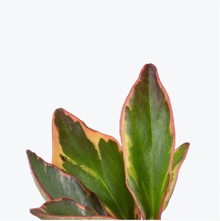 Peperomia Clusiifolia Ginny - View 12 from www redcrocus com